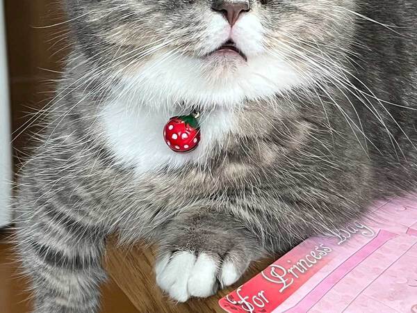 飼い主「何とも味のあるお顔」　個性的すぎる寝顔がこちら