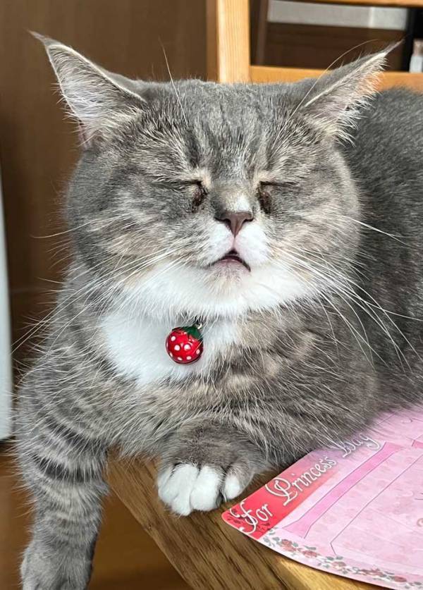 飼い主「何とも味のあるお顔」　個性的すぎる寝顔がこちら