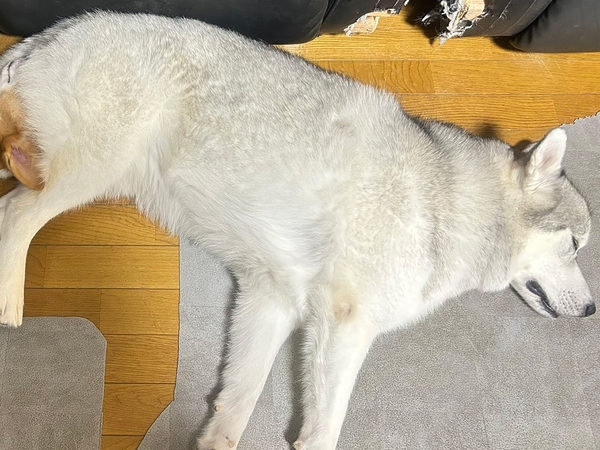 スヤスヤ眠っているハスキー　その姿に飼い主が戸惑ったワケが…「笑っちゃった」