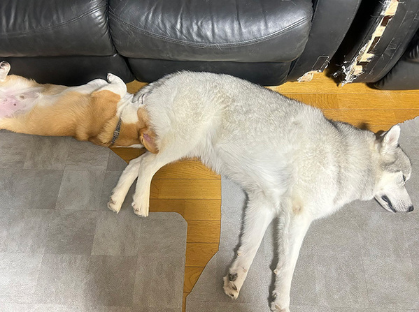 スヤスヤ眠っているハスキー　その姿に飼い主が戸惑ったワケが…「笑っちゃった」