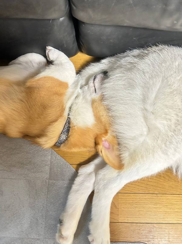 スヤスヤ眠っているハスキー　その姿に飼い主が戸惑ったワケが…「笑っちゃった」