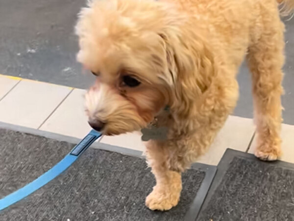 犬が片脚立ちでプルプル…　判明した原因に「笑いが止まらない！」