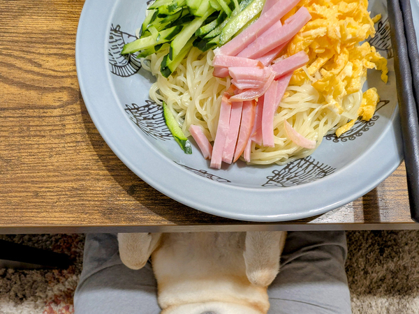 冷やし中華を食べるつもりが…　柴犬、まさかの行動に「なんてかわいさだ！」