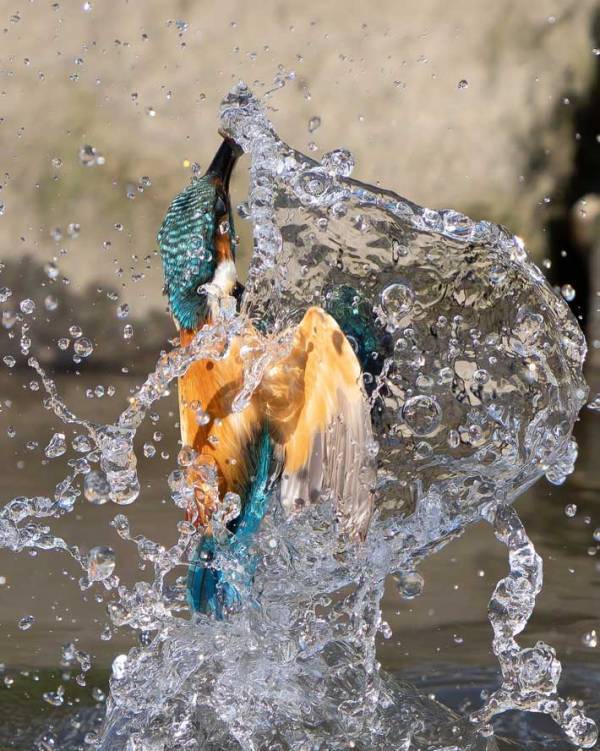 水から飛び出してきたのは…　まるでアートな1枚に「素晴らしい」