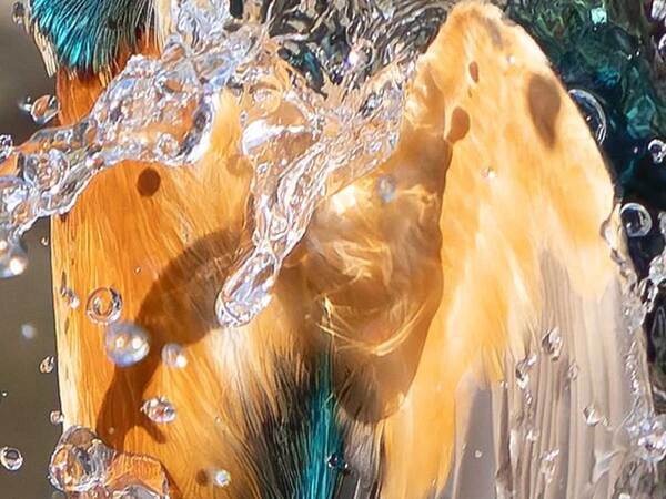 水から飛び出してきたのは…　まるでアートな1枚に「素晴らしい」