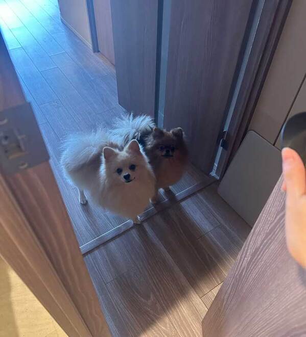 飼い主「トイレに行くだけなので…」　ポメ2匹が取った行動が？