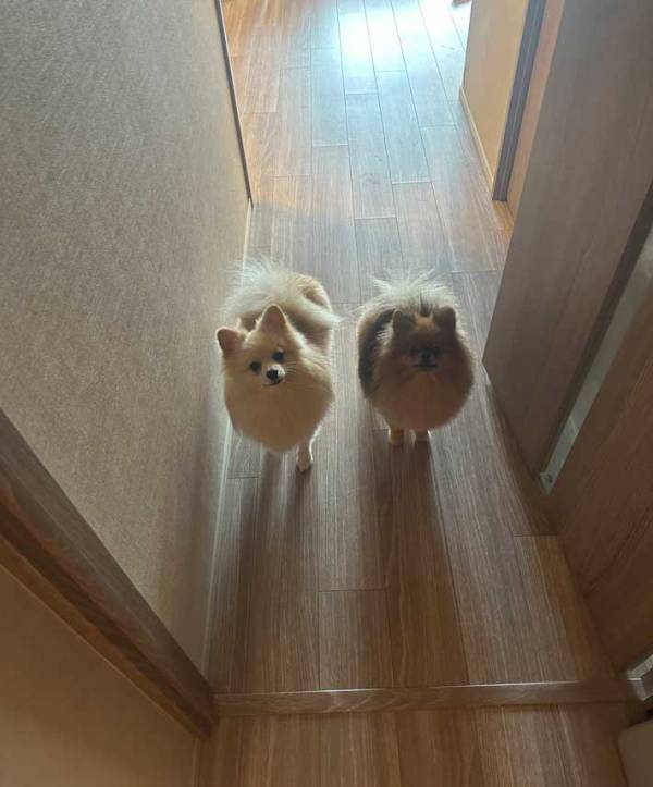 飼い主「トイレに行くだけなので…」　ポメ2匹が取った行動が？