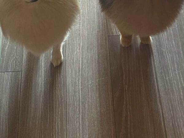 飼い主「トイレに行くだけなので…」　ポメ2匹が取った行動が？