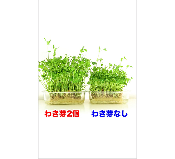 「豆苗、そこで切ったらダメ！」　切る位置の正解に「知らなかった」「自由研究によさそう」