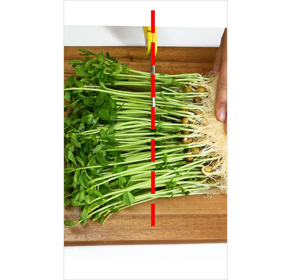 「豆苗、そこで切ったらダメ！」　切る位置の正解に「知らなかった」「自由研究によさそう」