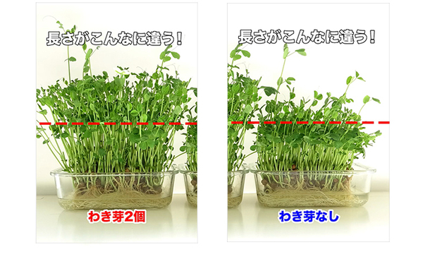 「豆苗、そこで切ったらダメ！」　切る位置の正解に「知らなかった」「自由研究によさそう」