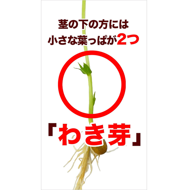 「豆苗、そこで切ったらダメ！」　切る位置の正解に「知らなかった」「自由研究によさそう」