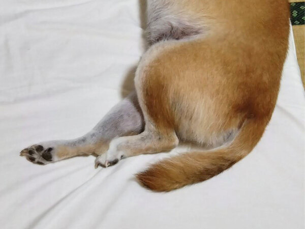 布団で寝る柴犬　飼い主に『遠慮』をした結果…「泣いちゃう」「なんて謙虚なんだ」