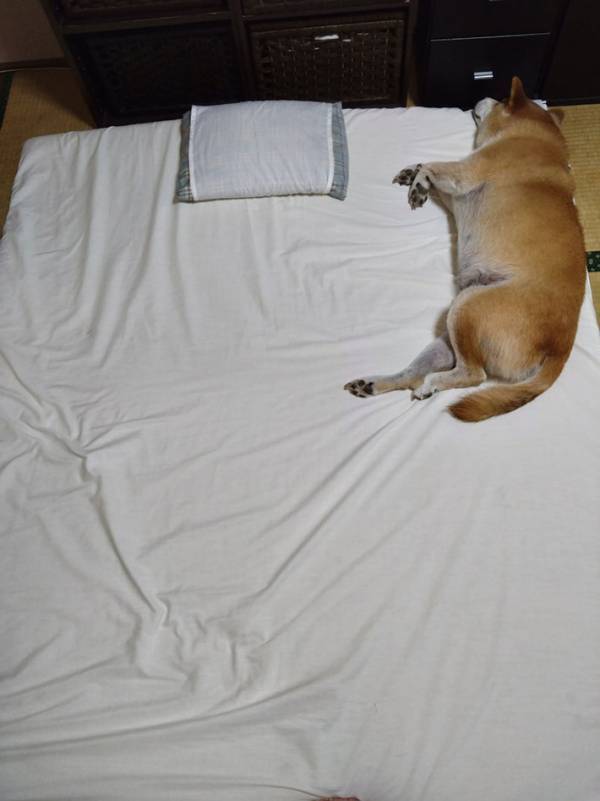 布団で寝る柴犬　飼い主に『遠慮』をした結果…「泣いちゃう」「なんて謙虚なんだ」