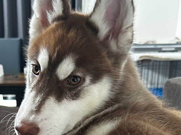 「イケメンすぎる」「笑った」　生後4か月の愛犬のポーズが…