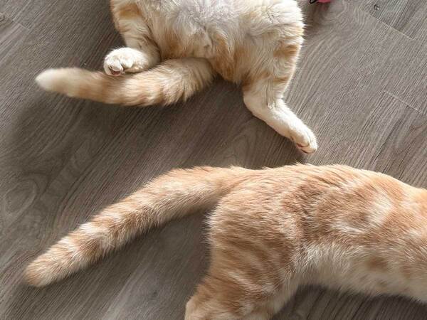 「見事な溶け方だな…」　エアコンが効いた部屋で、猫がとった体勢が？