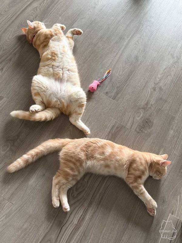 「見事な溶け方だな…」　エアコンが効いた部屋で、猫がとった体勢が？