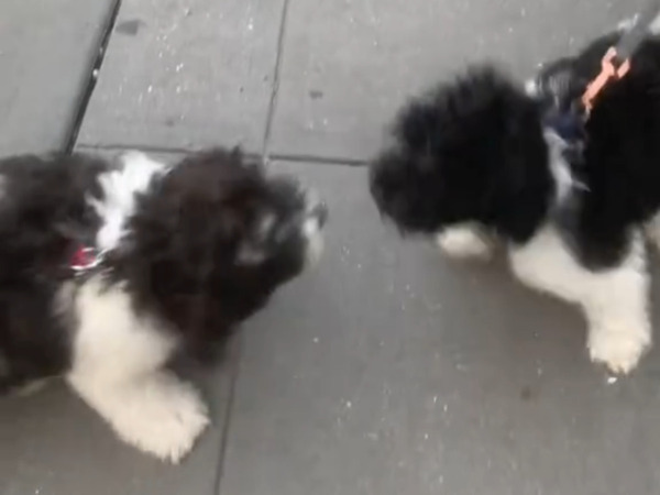 まさに奇跡！　散歩中に出会った、そっくりの2匹の犬　お互いを見たとたん？