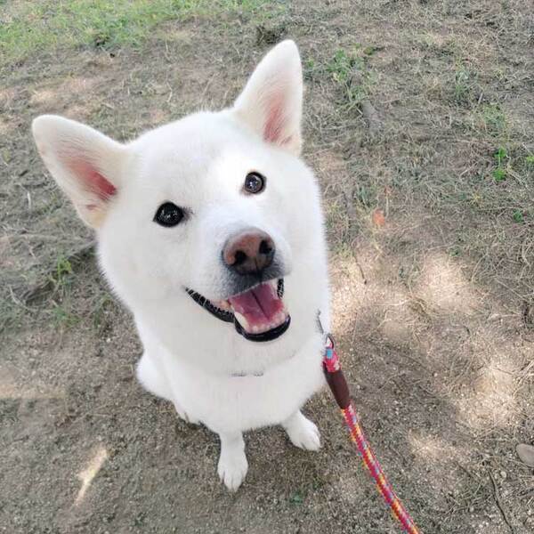 飼い主「爆笑しちゃう」　インターホンに写っていた、柴犬の表情が…？