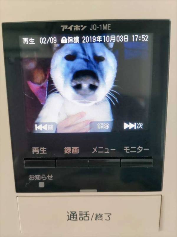 飼い主「爆笑しちゃう」　インターホンに写っていた、柴犬の表情が…？