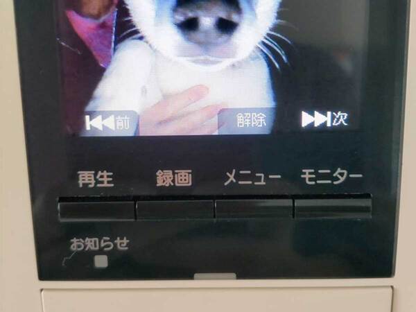 飼い主「爆笑しちゃう」　インターホンに写っていた、柴犬の表情が…？