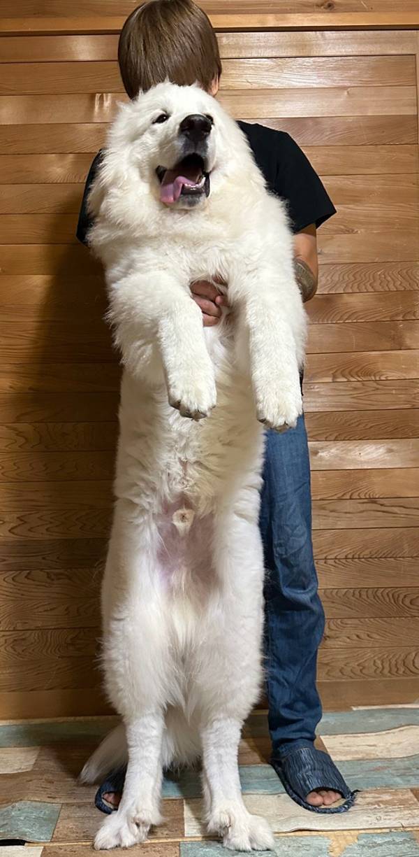 「こんなに！？」「もはや筋トレだ！」　生後6か月の犬を持ち上げられず…