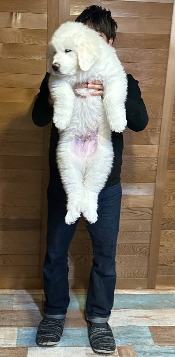 「こんなに！？」「もはや筋トレだ！」　生後6か月の犬を持ち上げられず…