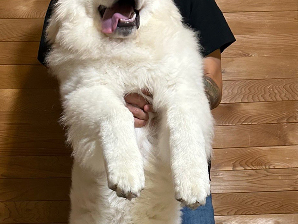 「こんなに！？」「もはや筋トレだ！」　生後6か月の犬を持ち上げられず…