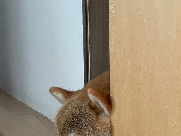 玄関でスヤスヤ眠っていた柴犬　朝10時になると…「笑った」「よほど待ち遠しかったのね」