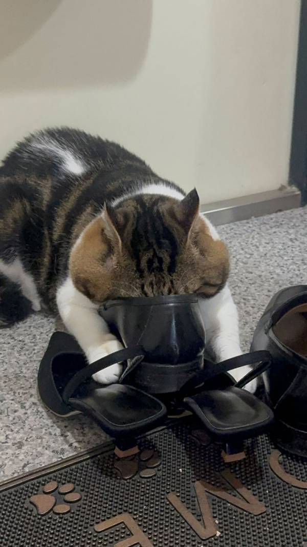 「笑いすぎて腹痛い」「1日1回は見てる」　飼い主が「やめなさい」と注意した、猫の行動が…