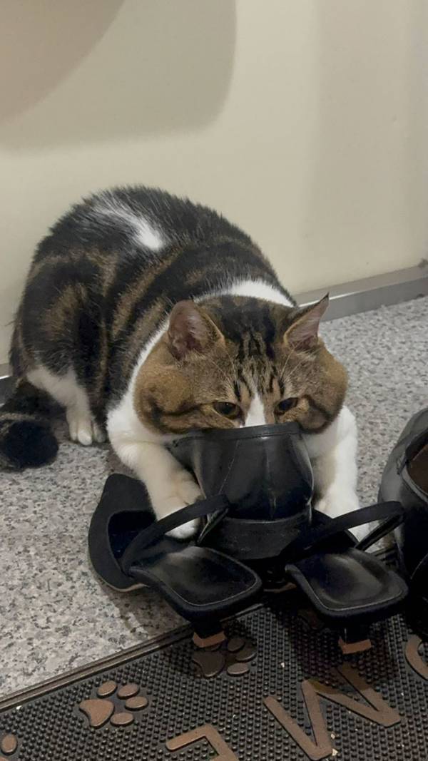 「笑いすぎて腹痛い」「1日1回は見てる」　飼い主が「やめなさい」と注意した、猫の行動が…