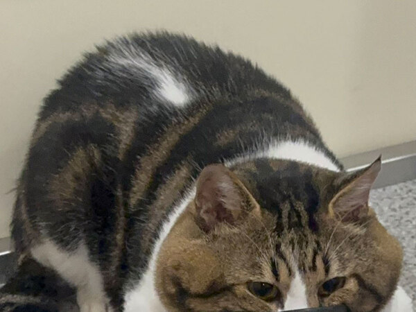 「笑いすぎて腹痛い」「1日1回は見てる」　飼い主が「やめなさい」と注意した、猫の行動が…