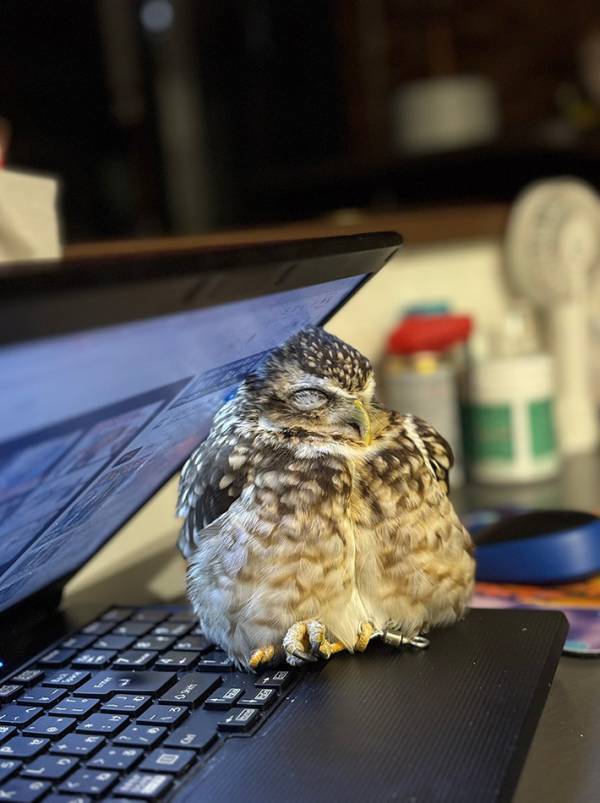 気持ちよさそうに眠るフクロウ　その光景に「猫吸いというけど、フクロウも吸えますか？」