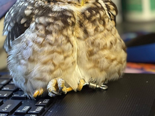 気持ちよさそうに眠るフクロウ　その光景に「猫吸いというけど、フクロウも吸えますか？」