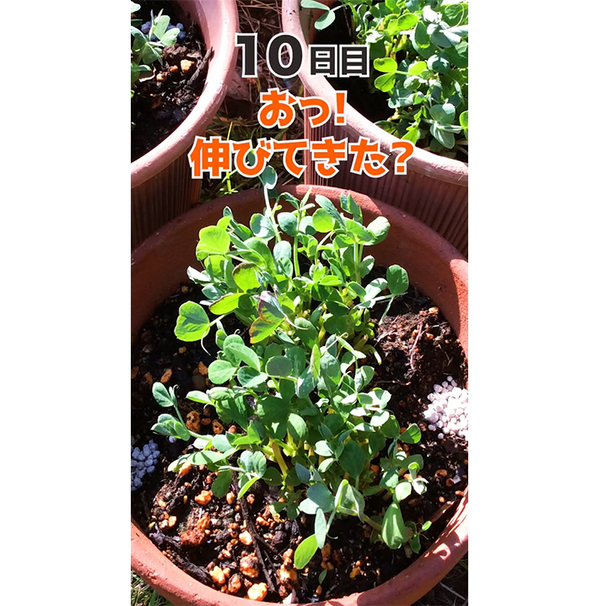 豆苗の根を土に植えたら…　68日後の結果に「衝撃」「知らなかった」