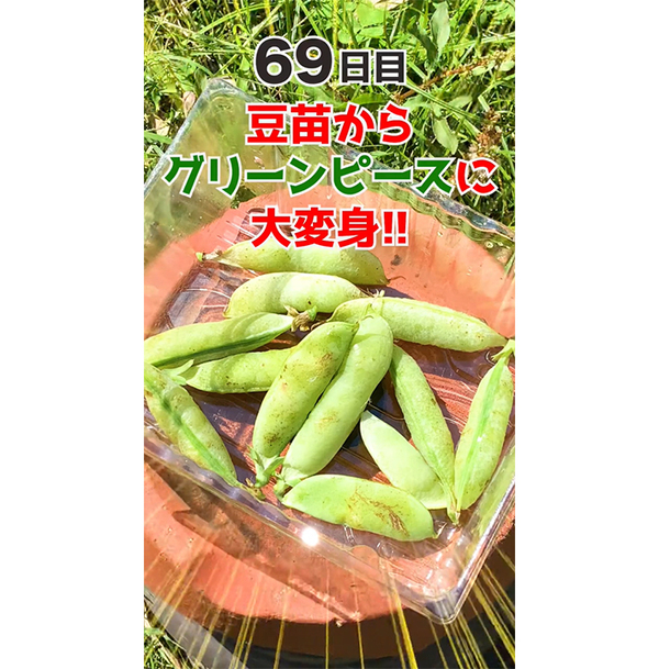 豆苗の根を土に植えたら…　68日後の結果に「衝撃」「知らなかった」