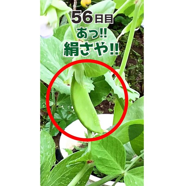 豆苗の根を土に植えたら…　68日後の結果に「衝撃」「知らなかった」