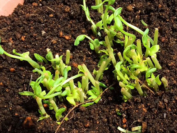 豆苗の根を土に植えたら…　68日後の結果に「衝撃」「知らなかった」