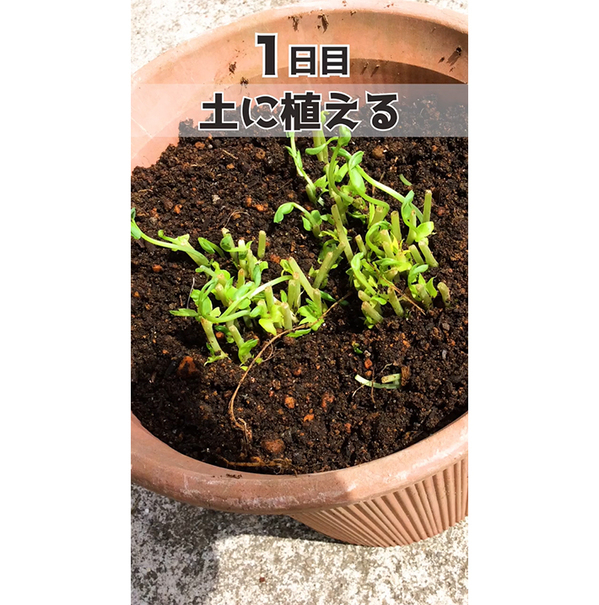 豆苗の根を土に植えたら…　68日後の結果に「衝撃」「知らなかった」