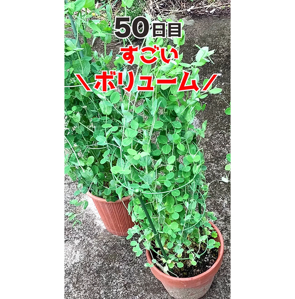 豆苗の根を土に植えたら…　68日後の結果に「衝撃」「知らなかった」