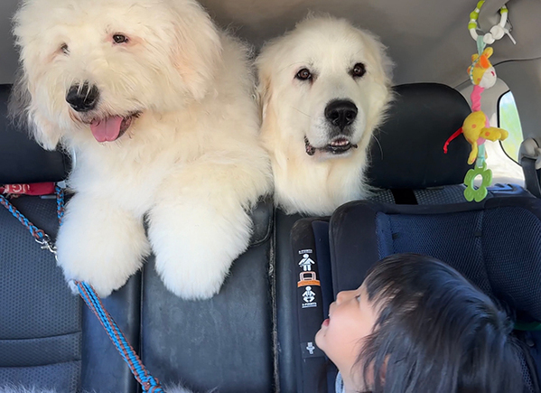 ドライブの途中、3歳児が見つめる先には…　「愉快すぎる」「たまらんな！」