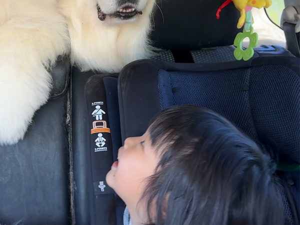 ドライブの途中、3歳児が見つめる先には…　「愉快すぎる」「たまらんな！」