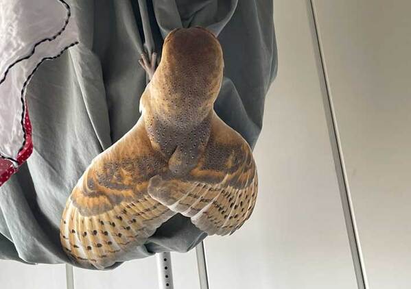 家主「洗濯物にセミが飛んできた」　羽を広げていたのは？「ドキッとした」「泣いちゃう」