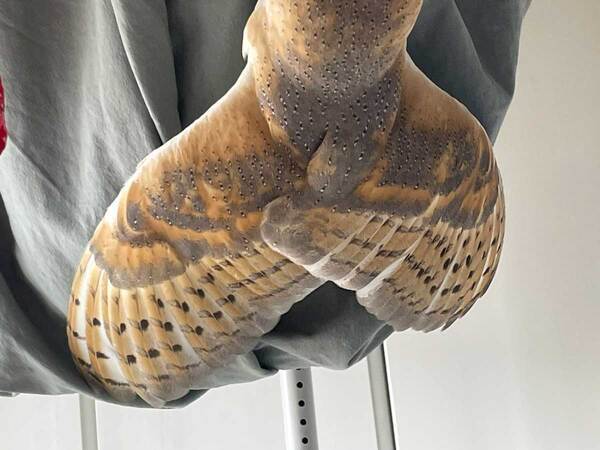 家主「洗濯物にセミが飛んできた」　羽を広げていたのは？「ドキッとした」「泣いちゃう」