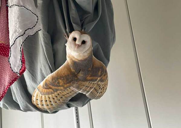 家主「洗濯物にセミが飛んできた」　羽を広げていたのは？「ドキッとした」「泣いちゃう」