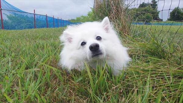 ブルーベリーと完全一致したのは？　脅威の『シンクロ率』に「笑った」「奇跡」