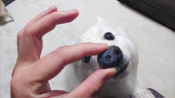 ブルーベリーと完全一致したのは？　脅威の『シンクロ率』に「笑った」「奇跡」