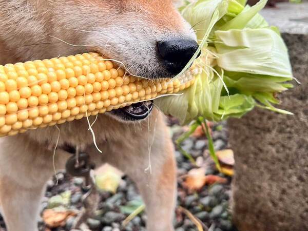 飼い主「お手伝いしているように見えますが…」　柴犬がくわえていたのは…