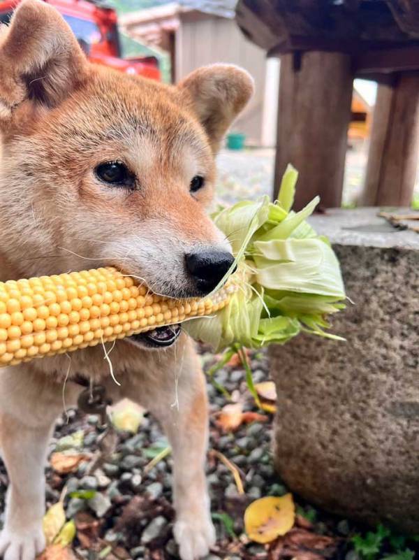 飼い主「お手伝いしているように見えますが…」　柴犬がくわえていたのは…