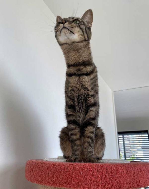 「うちの猫いつからチンアナゴになった？」　虫を目で追う猫に、4万人が爆笑！